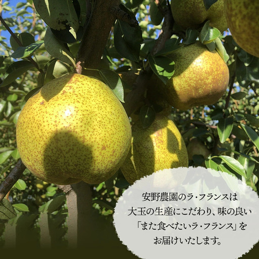 【令和8年産先行予約】安野農園のこだわりラ・フランス 3kg（5～9玉） 化粧箱入り 山形県鶴岡産　安野農園