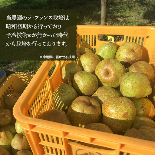 【令和8年産先行予約】安野農園のこだわりラ・フランス 3kg（5～9玉） 化粧箱入り 山形県鶴岡産　安野農園