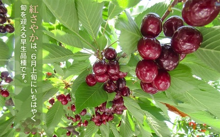 【令和8年産先行予約】【訳あり】さくらんぼ 紅さやか L~2Lサイズ混合 バラ詰め 800g(200g×4P)鶴岡市産 大膳農園