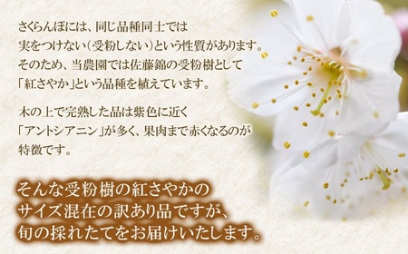 【令和8年産先行予約】【訳あり】さくらんぼ 紅さやか L~2Lサイズ混合 バラ詰め 800g(200g×4P)鶴岡市産 大膳農園