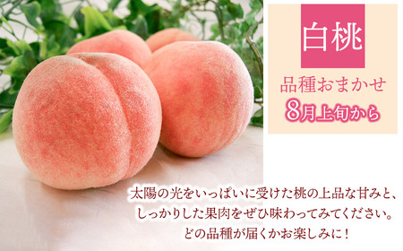 【令和8年産 先行予約】鶴岡の秋のフルーツ満喫便【3回お届け】白桃・和梨・庄内柿　山形県鶴岡産　株式会社　元青果