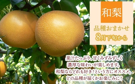 【令和8年産 先行予約】鶴岡の秋のフルーツ満喫便【3回お届け】白桃・和梨・庄内柿　山形県鶴岡産　株式会社　元青果