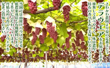 【令和8年産先行予約】 デラウェア　約1kg（5～7房）山形県鶴岡市産　さわかわ農園