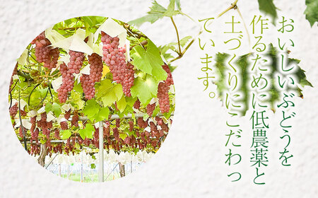 【令和8年産先行予約】 デラウェア　約1kg（5～7房）山形県鶴岡市産　さわかわ農園
