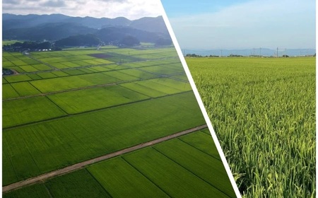 【令和7年産先行予約】 特別栽培米 Gセレクション 雪若丸 白米 12kg (6kg×2袋) 山形県鶴岡市産　株式会社グラノフ