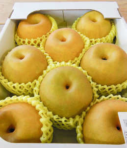 【令和8年産先行予約】山形県産 和梨 品種おまかせ (幸水または豊水) 約5kg（12～16玉）　産直あぐり　K-835