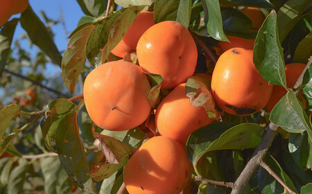 【令和8年産先行予約】山形県産 ラ・フランス 約2kg ＆ 庄内柿 約2.5kgセット　産直あぐり K-847