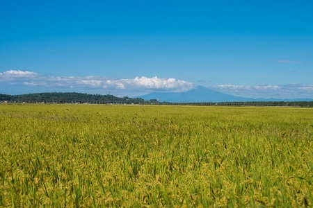 【令和6年産 先行予約】馬町さくらファームのつや姫 玄米10kg（5kg×2袋）　K-639