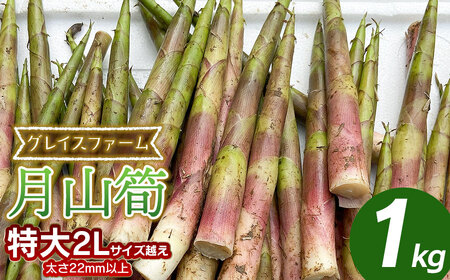 【令和8年産先行予約】月山筍 特大サイズ（2L以上） 1kg　山形県鶴岡産　グレイスファーム