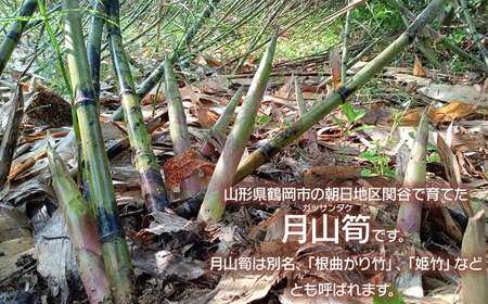 【令和8年産先行予約】月山筍 特大サイズ（2L以上） 1kg　山形県鶴岡産　グレイスファーム