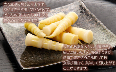 【令和8年産先行予約】月山筍 特大サイズ（2L以上） 1kg　山形県鶴岡産　グレイスファーム