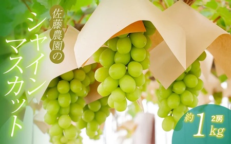 【令和8年産先行予約】 鶴岡市産 シャインマスカット 約1kg (2房)　佐藤農園