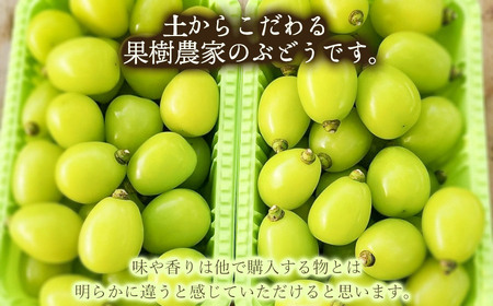 【令和8年3月13日まで発送】 家庭用 シャインマスカット 粒 1kg マルタ農園