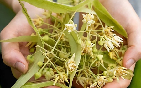 【和リンデンハーブ】しなの花ティー（ホール）6g（6組12本） umunowa　K-621