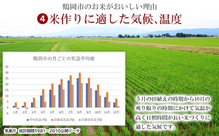 【令和6年産】はえぬき 精米 5kg×2袋 計10kg 山形県 庄内産　米食味鑑定士お薦め 