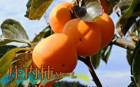 【令和8年産先行予約】庄内柿＆ラ・フランス セット　約2kg　山形県鶴岡市産　佐藤農園