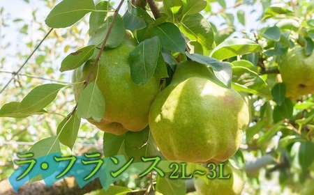 【令和8年産先行予約】庄内柿＆ラ・フランス セット　約2kg　山形県鶴岡市産　佐藤農園