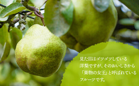 【令和8年産先行予約】 ラ・フランス 2L~3L 約2kg (8~11玉) 山形県鶴岡市産 佐藤農園