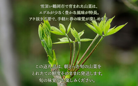 【令和8年発送】山菜おまかせセット（5種以上）　計600g以上　こしあぶら、タラの芽、水ふき等　グレイスファーム