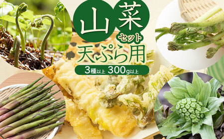 【令和8年発送】山菜セット天ぷら用(3種以上) タラの芽、山ウド、月山筍など 計300g以上 グレイスファーム