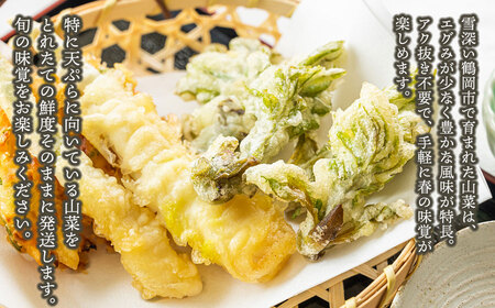 【令和8年発送】山菜セット天ぷら用(3種以上) タラの芽、山ウド、月山筍など 計300g以上 グレイスファーム