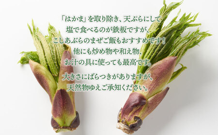 【令和8年発送】山菜　コシアブラ　200g　グレイスファーム