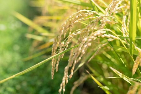 【令和8年産先行予約】殿やの 「はえぬき」 無洗米 10kg(10kg×1) 山形県鶴岡市産 K-887