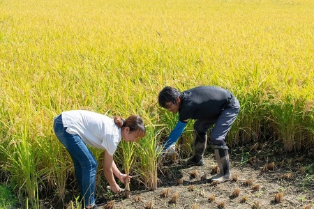 【令和7年産先行予約】殿やの「つや姫 ”極” 無洗米」2合 (約300g)×12個入　山形県鶴岡市産　K-766