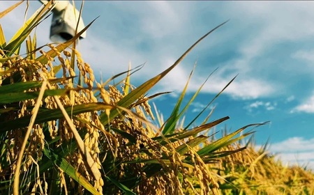 【令和7年産米 先行予約】庄内おばこ農場の特別栽培米 はえぬき【玄米】10kg（10kg×1袋）　K-784