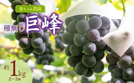 【令和8年産先行予約】 種なし巨峰　約1kg（2～3房） 山形県鶴岡市産　重ちゃん農園