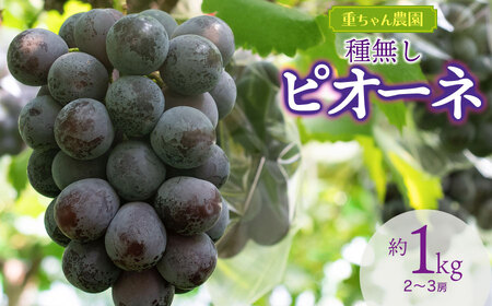 【令和8年産先行予約】 種なしピオーネ 約1kg(2~3房) 山形県鶴岡市産 重ちゃん農園