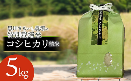 くろさま専用 朝採り わらび ７kg 山形県鶴岡産① くろさま専用 朝採り わらび 7kg 山形県鶴岡産① 野菜