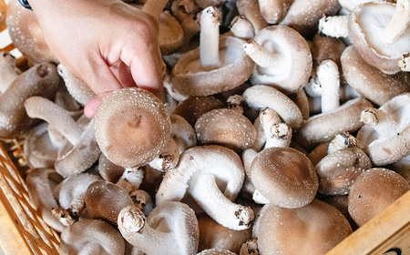 羽黒産 乾燥しいたけ 60g(12g×5)　山形県鶴岡市 農事組合法人 庄内おばこ農場 K-710