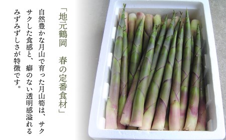 【令和8年産 先行予約】 月山筍 1kg　山形県鶴岡市産 JA庄内たがわ K-830