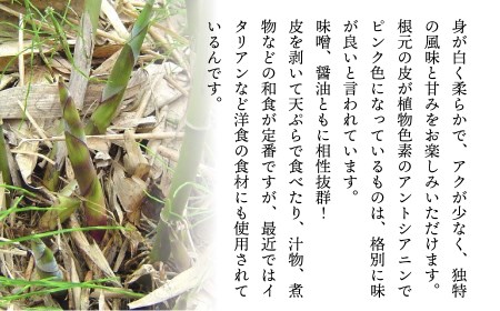 【令和8年産 先行予約】 月山筍 1kg　山形県鶴岡市産 JA庄内たがわ K-830