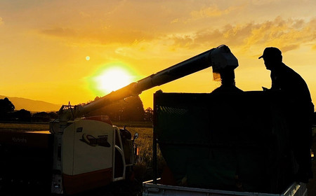 【令和7年産】　庄内おばこ農場の特別栽培米 つや姫 玄米 10kg (10kg×1袋)　K-7102