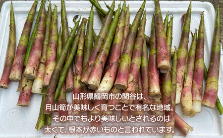 【令和8年産先行予約】月山筍 M～Lサイズ 1kg　山形県鶴岡産　グレイスファーム