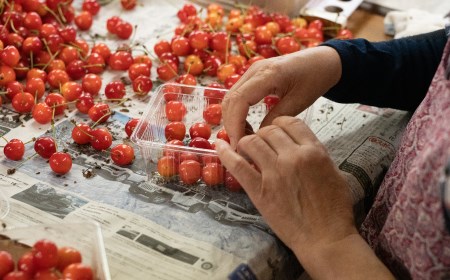 【令和7年産先行予約】さくらんぼ 紅秀峰 バラ詰め 500g 山形県 鶴岡市産 榎本菜園 K-732