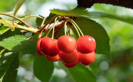 【令和7年産先行予約】さくらんぼ 紅秀峰 バラ詰め 500g 山形県 鶴岡市産 榎本菜園 K-732