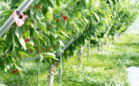 【令和7年産先行予約】さくらんぼ 紅秀峰 バラ詰め 500g 山形県 鶴岡市産 榎本菜園 K-732