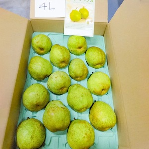 【令和8年産先行予約】ラ・フランス（洋梨） 4Lサイズ 約5kg (14玉)　伊藤果樹園