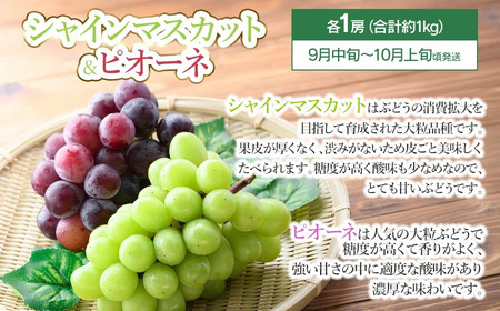 【令和8年産先行予約】鶴岡食べきりフルーツ定期便（3回お届け）　庄内砂丘メロン・シャインマスカット＆ピオーネ・庄内柿 山形県 鶴岡市
