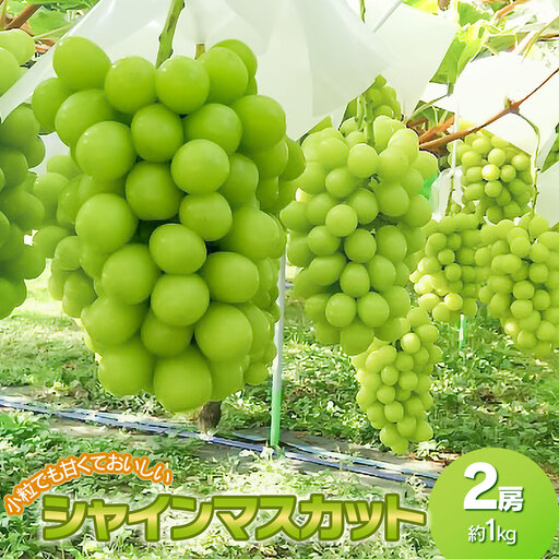 【令和8年先行予約】　小粒でも甘くておいしいシャインマスカット　2房（約1kg）　山形県鶴岡市　みのりファーム　| ぶどう ブドウ 葡萄 マスカット 甘い 旬 期間限定 産地直送 果物 くだもの フルーツ ギフト 贈答 人気 お取り寄せ 返礼品