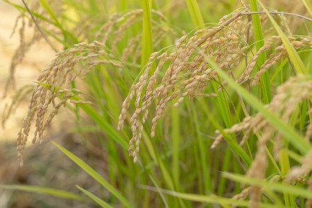 【令和4年産米】特別栽培米つや姫7kg（5kg+2㎏）