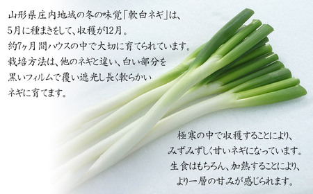 【令和7年12月より発送】　軟白ネギ　1箱（3本入り×10袋） 山形県鶴岡市産　鶴岡協同ファーム
