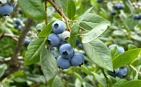 月山高原鈴木農園のブルーベリージャム 4個セット 有機栽培　K-634