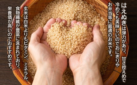 数量限定 【令和7年産】 山形県庄内産 小池半左衛門のお米 はえぬき 玄米 10kg (5kg×2袋)