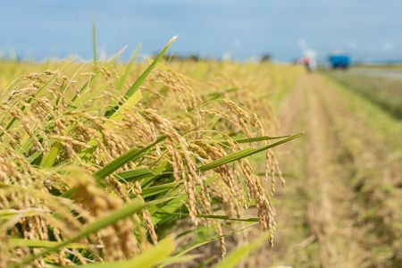 数量限定 【令和7年産】 山形県庄内産 小池半左衛門のお米 ミルキークイーン 玄米 10kg (5kg×2袋)