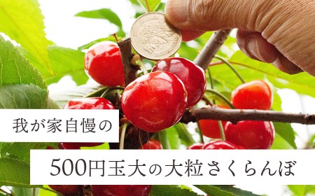 【令和7年産先行予約】こだわりのさくらんぼ「紅秀峰」バラ詰め 500g いまいのさくらんぼ園 K-732