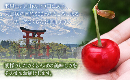 【令和6年産先行予約】こだわりのさくらんぼ 「紅秀峰」 バラ詰め 1kg いまいのさくらんぼ園 B06-602